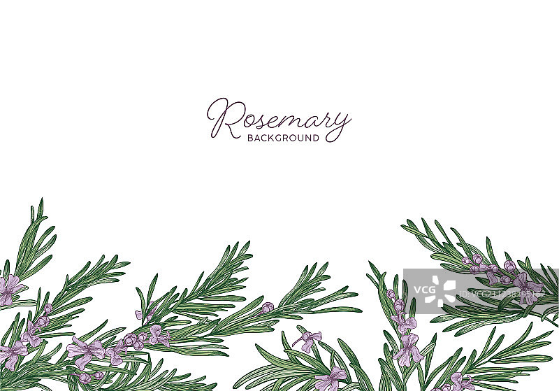 迷迭香装饰的横向草本背景图片素材