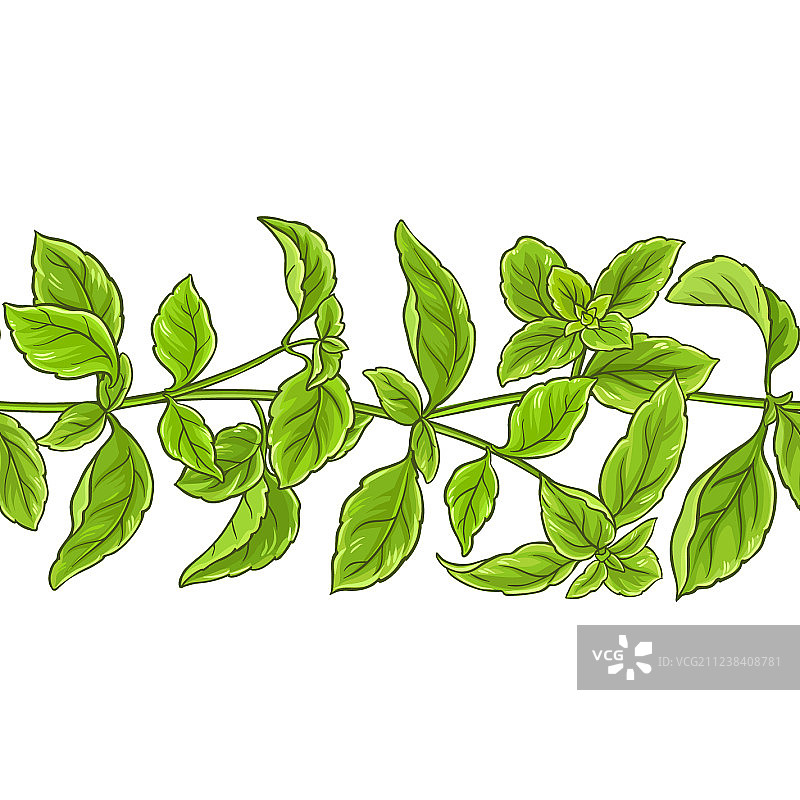 罗勒植物图案图片素材