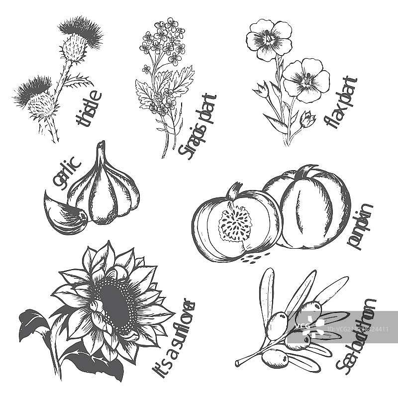 油菜籽向日葵亚麻芥菜大蒜图片素材