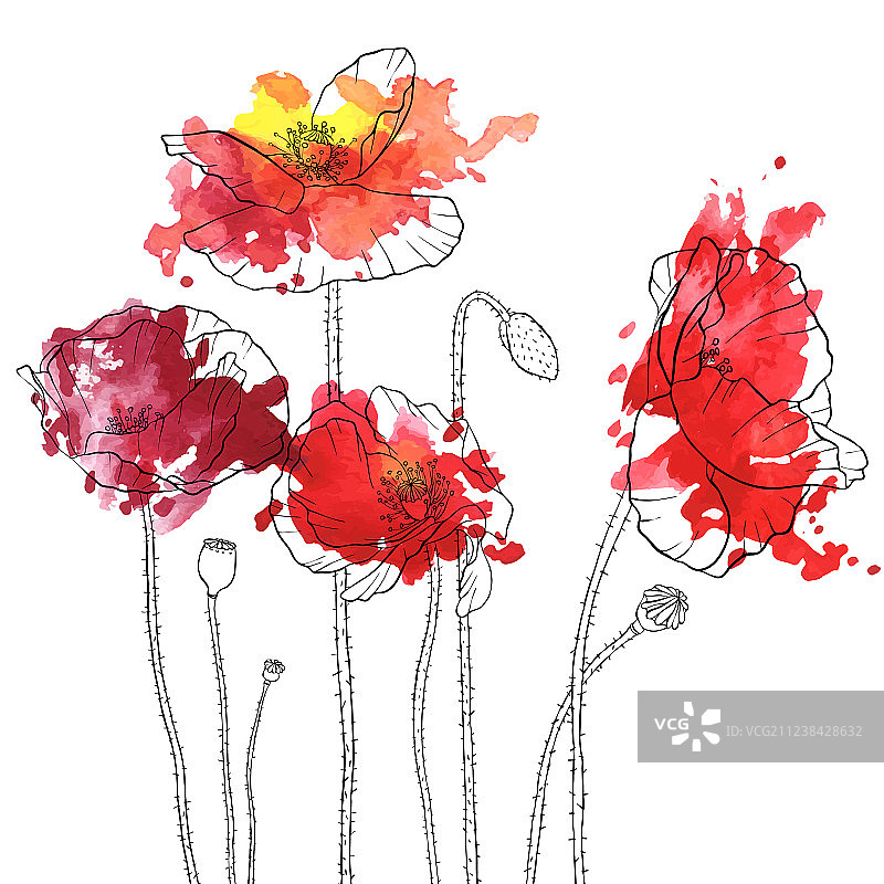 罂粟花绘画图片素材