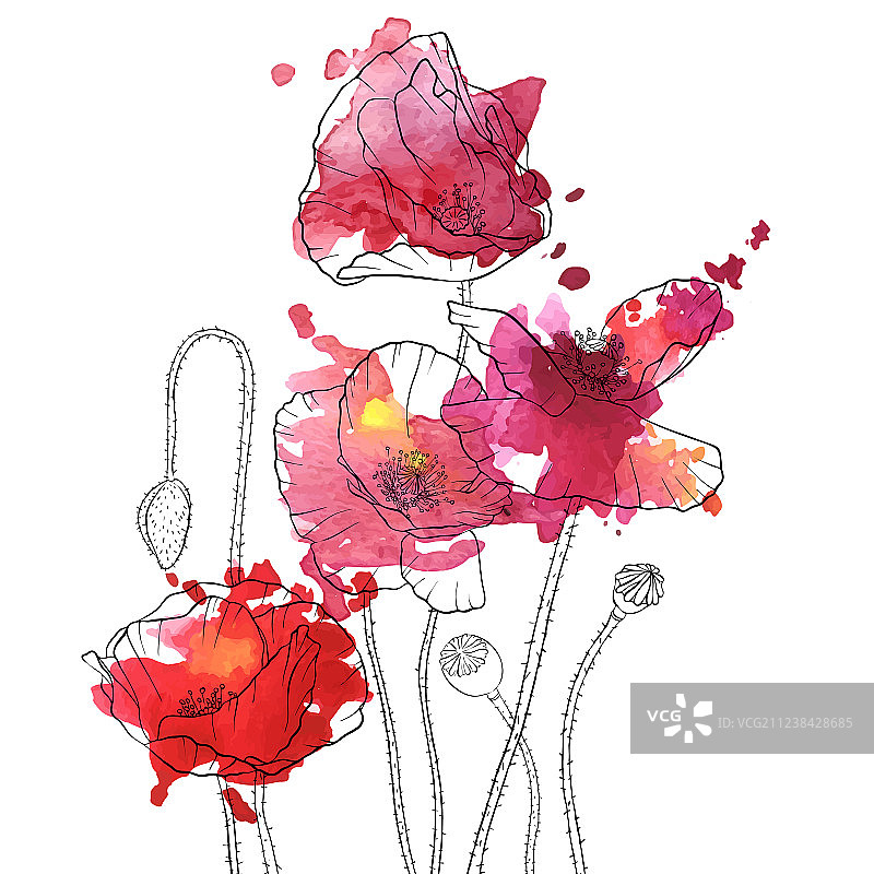 罂粟花绘画图片素材