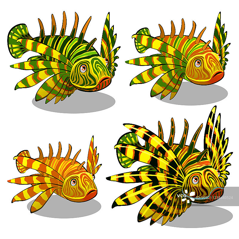 红色狮子鱼生长阶段图片素材