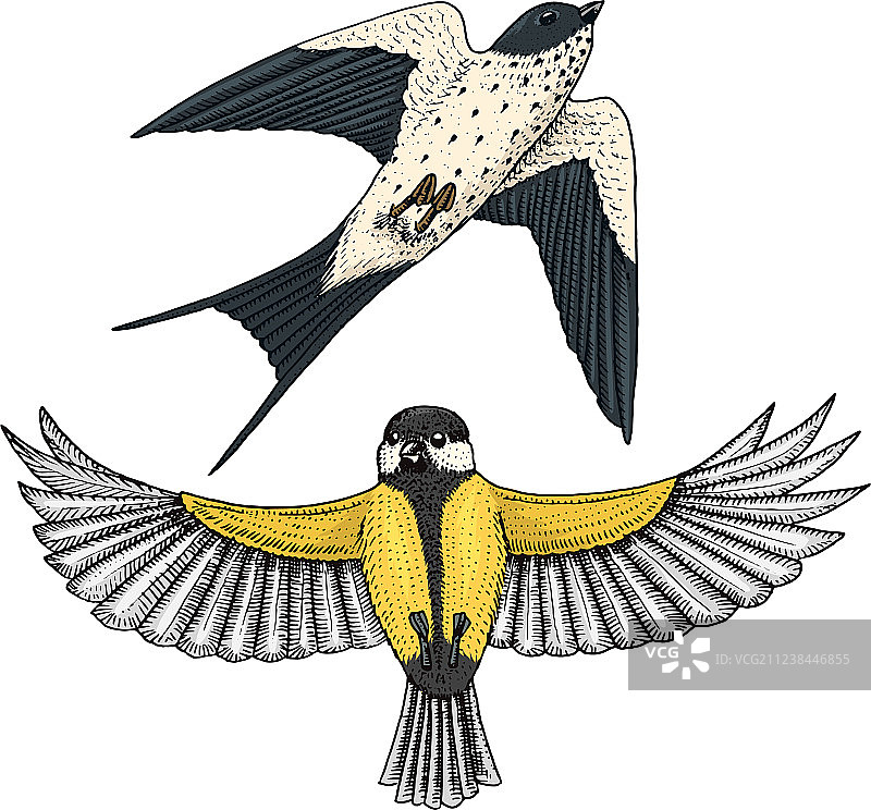 家燕、燕雀和山雀图片素材