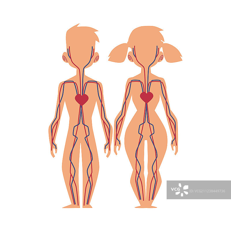 人体内部器官解剖结构图片素材