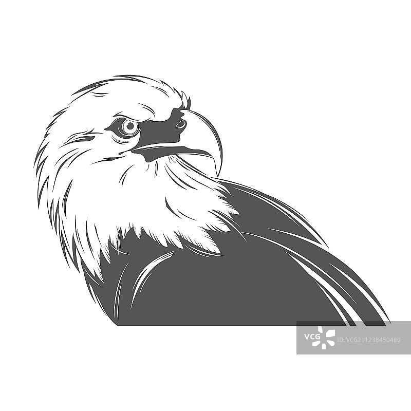 黑白风格老鹰头部图片素材