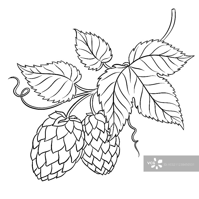啤酒花树枝涂色书图片素材