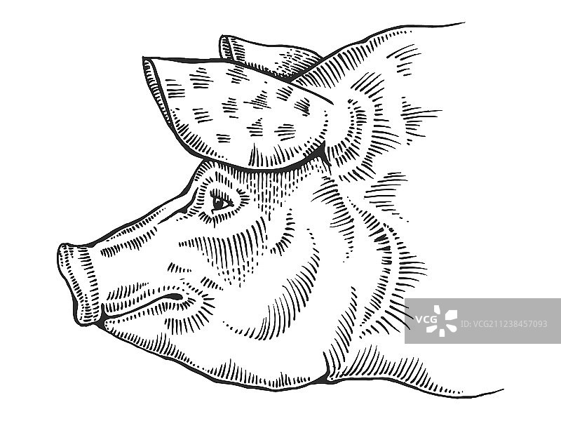 猪头雕刻风格图片素材