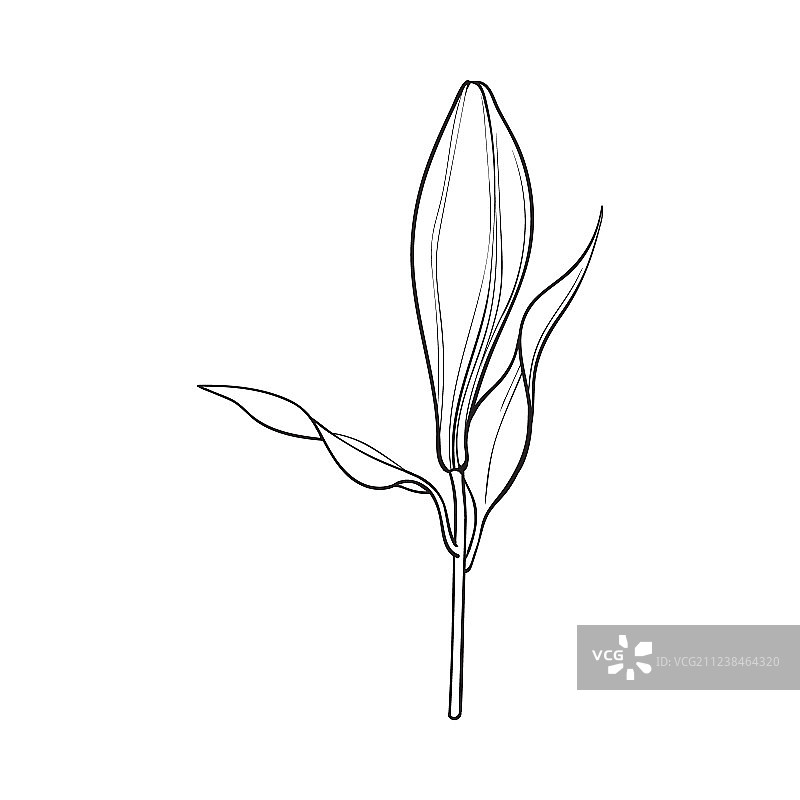 白色百合花苞，带茎和叶图片素材