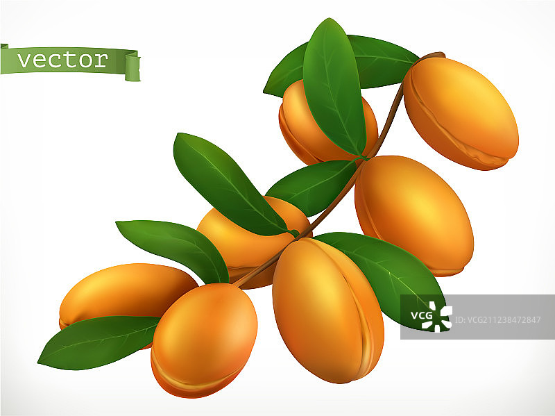 摩洛哥坚果油3D写实图标图片素材