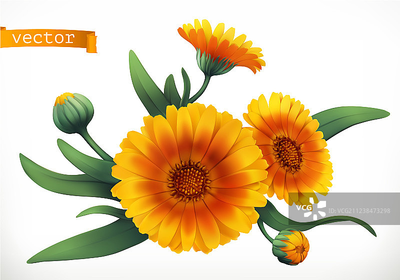 金盏花3D逼真图标图片素材