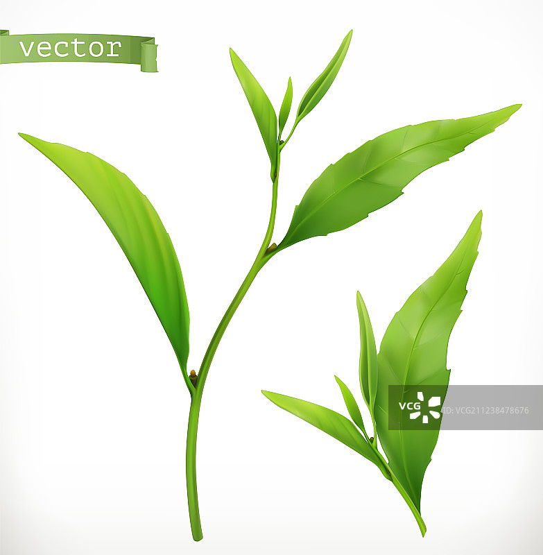 3D茶叶植物写实图标图片素材