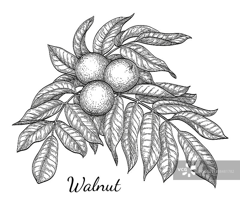 胡桃树枝的墨水素描图片素材