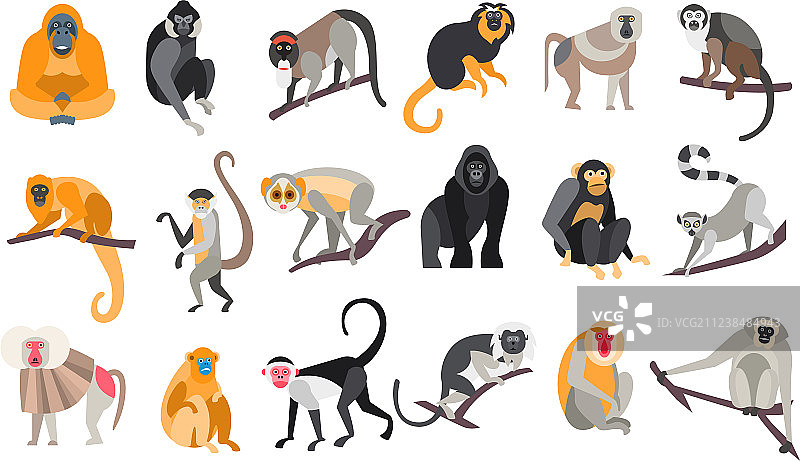 不同品种的猴子合集图片素材