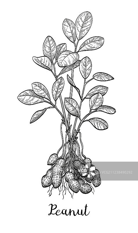 花生植物图片素材