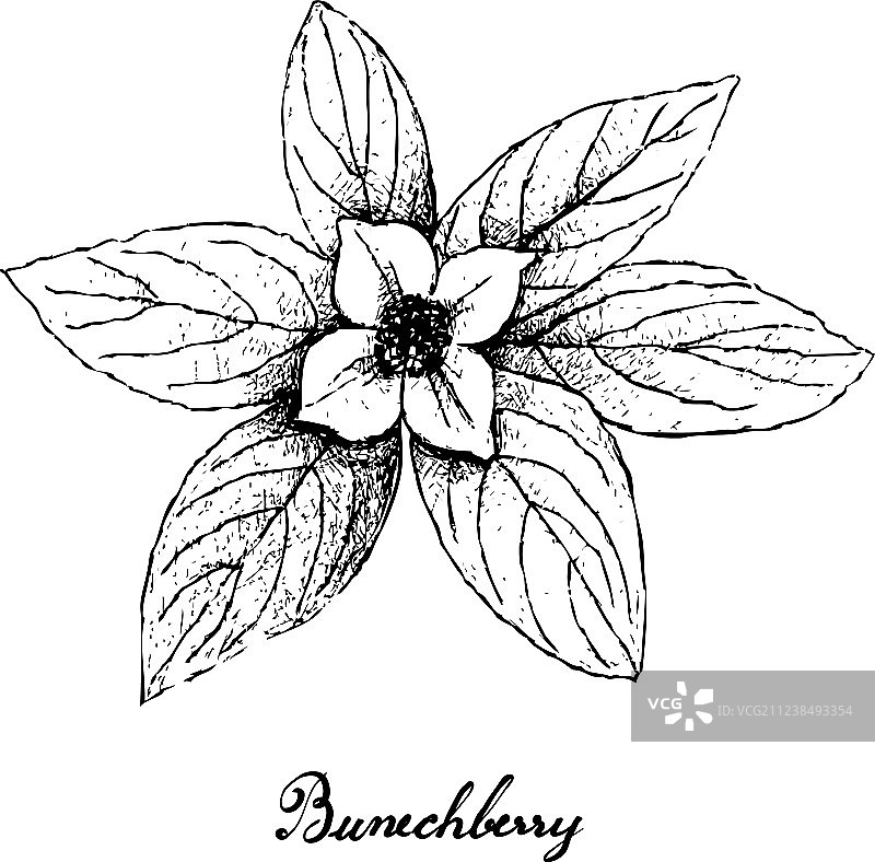 手绘白背景上的小红莓图片素材