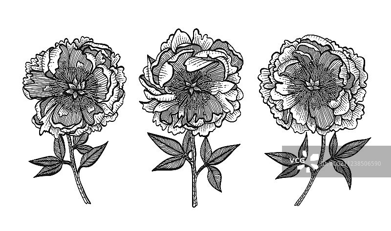 手绘牡丹花图案图片素材