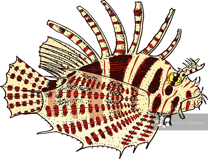 红色狮子鱼手绘雕刻图片素材