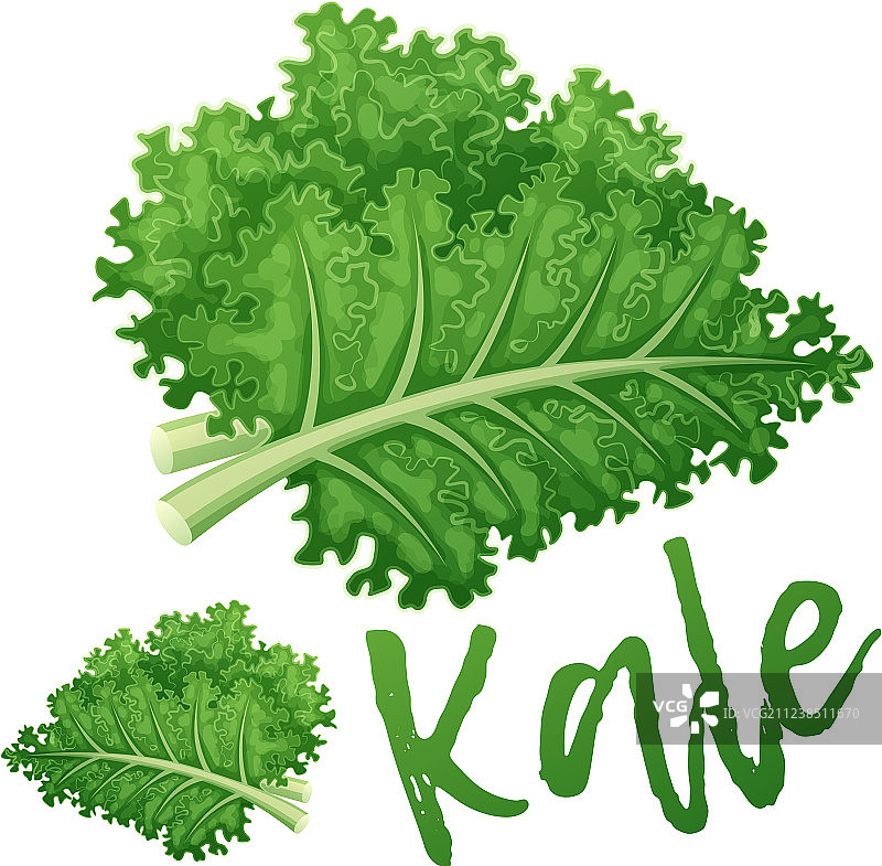 羽衣甘蓝蔬菜卡通图标图片素材