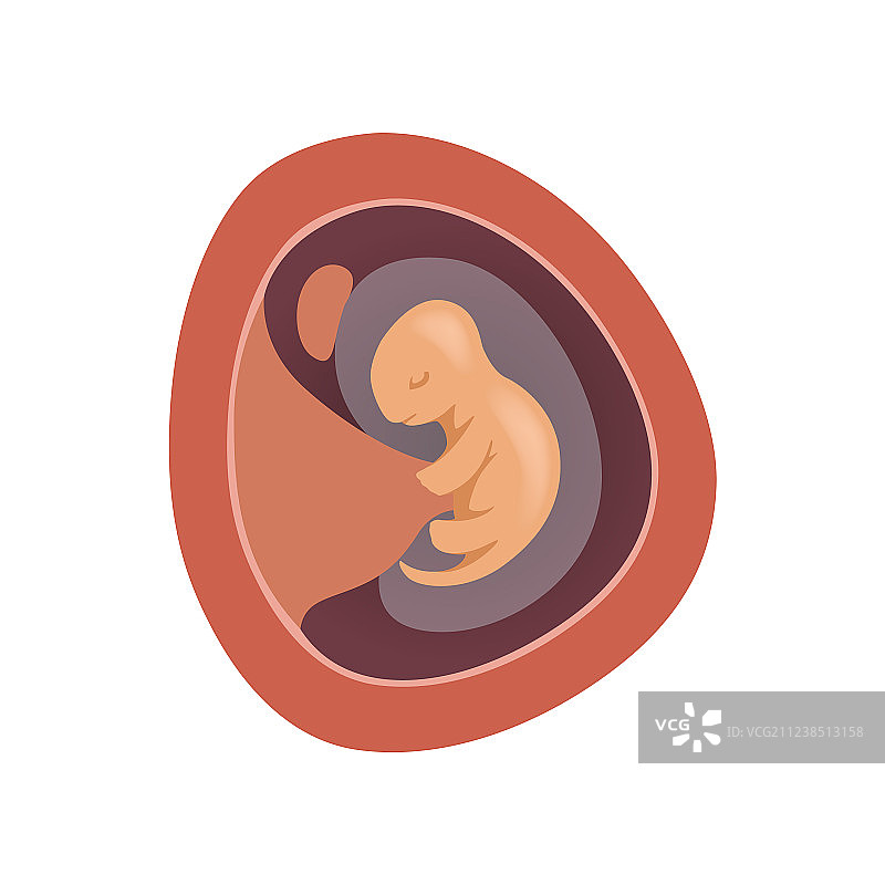 子宫内的人类胎儿1个月阶段图片素材