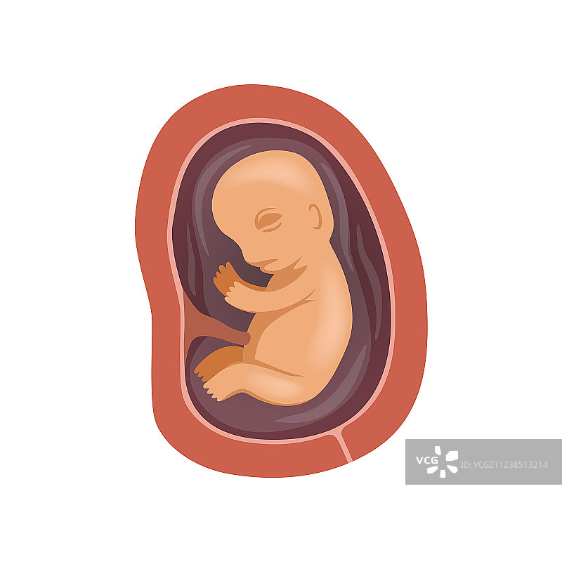 子宫内4个月大的人类胎儿图片素材