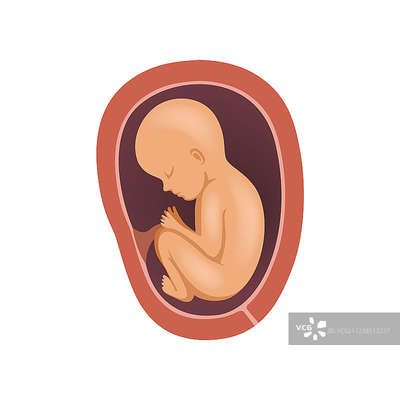 子宫内8个月大的人类胎儿图片素材