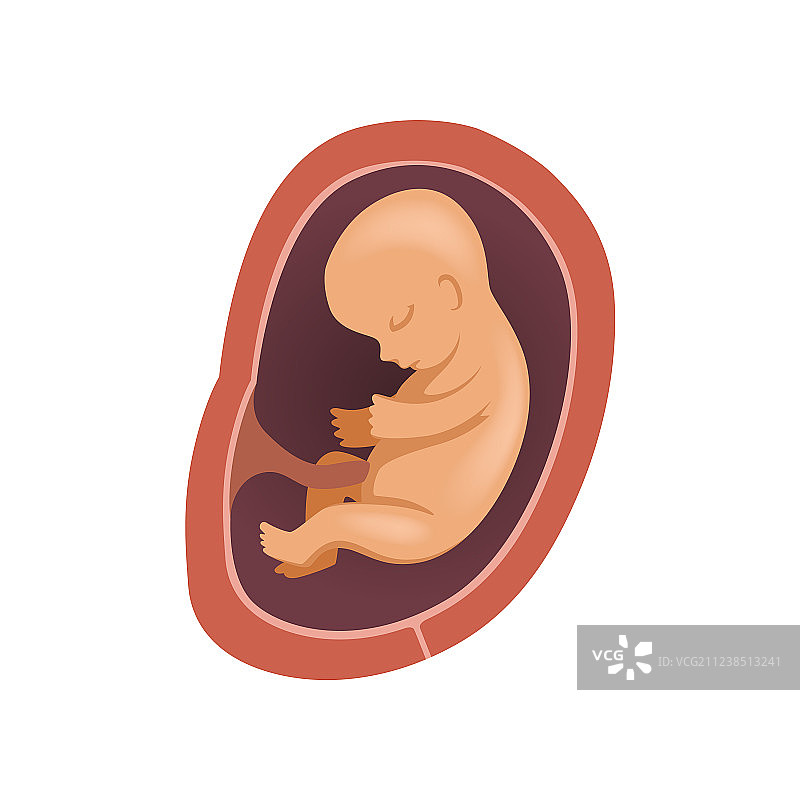 子宫内6个月大的人类胎儿图片素材