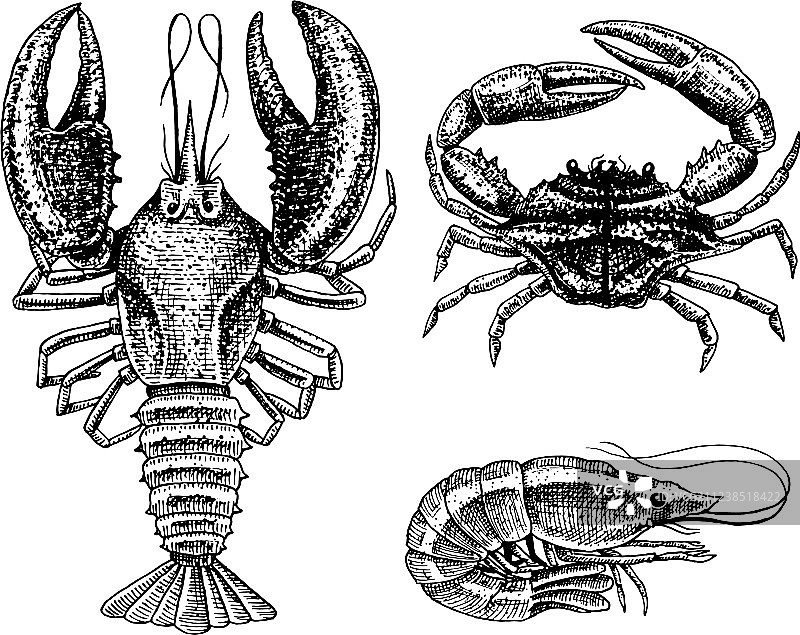 甲壳类海鲜：虾、龙虾、小龙虾、螃蟹图片素材