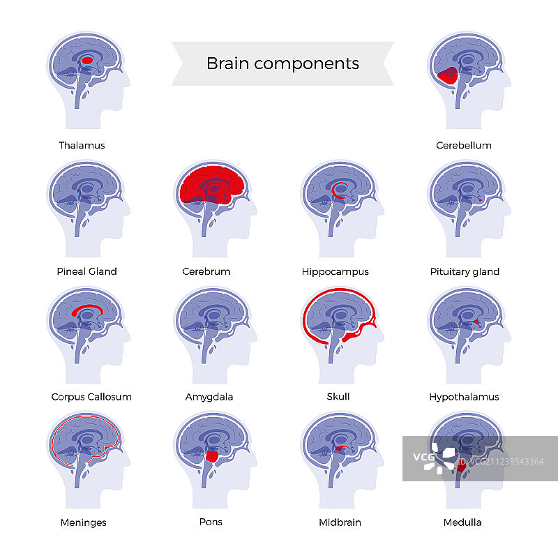 大脑组成部分套装图片素材