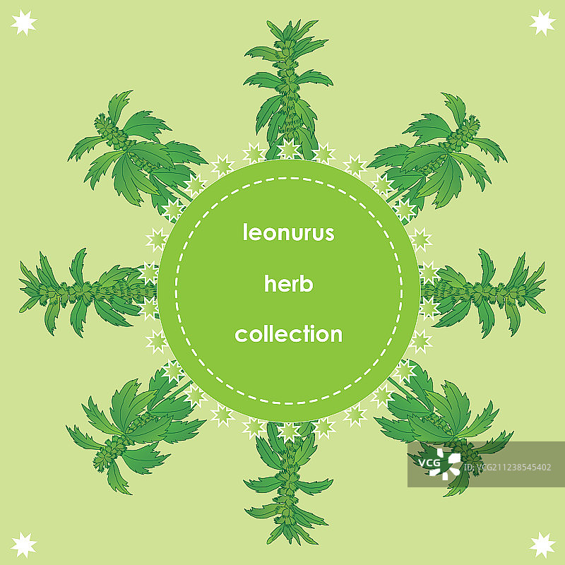 益母草2-04图片素材