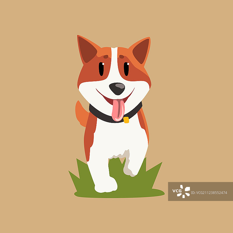 可爱红发威尔士柯基犬在绿地行走图片素材