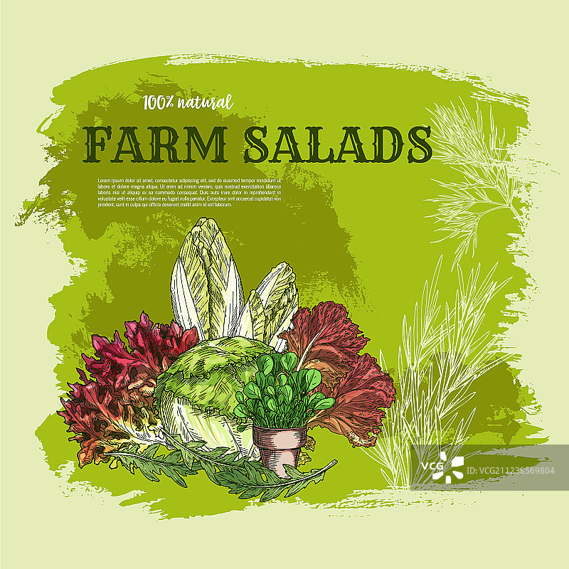 沙拉叶和绿色蔬菜素描海报图片素材