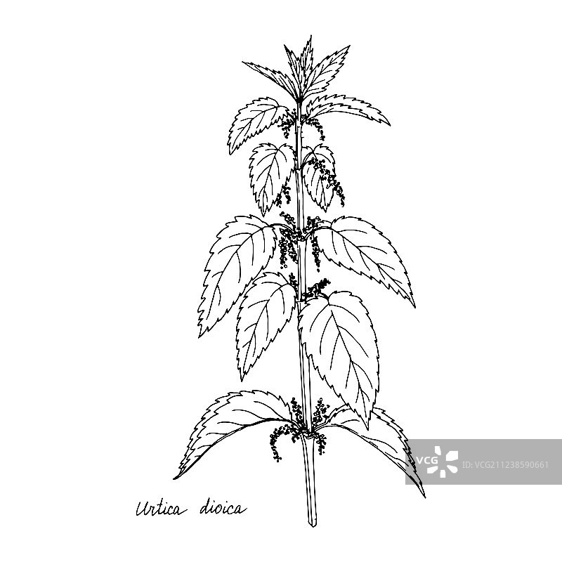 荨麻植物墨水画图片素材