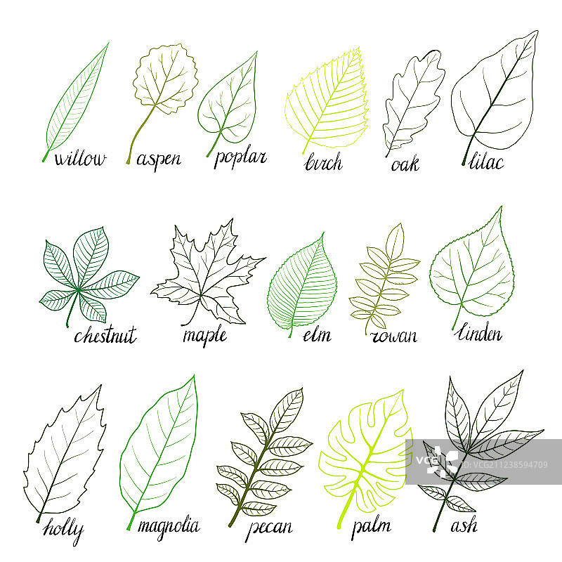 树叶套装图片素材