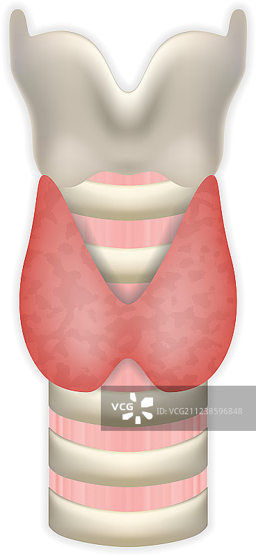 甲状腺、气管和喉的解剖结构图片素材