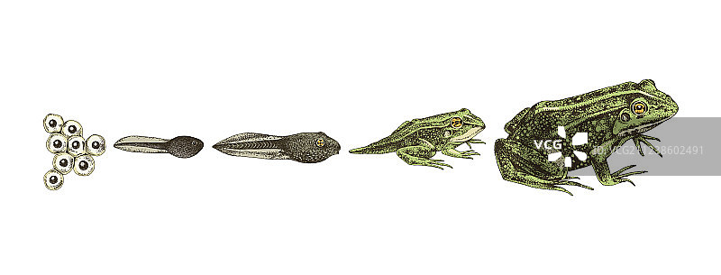 手绘彩色青蛙变态图片素材