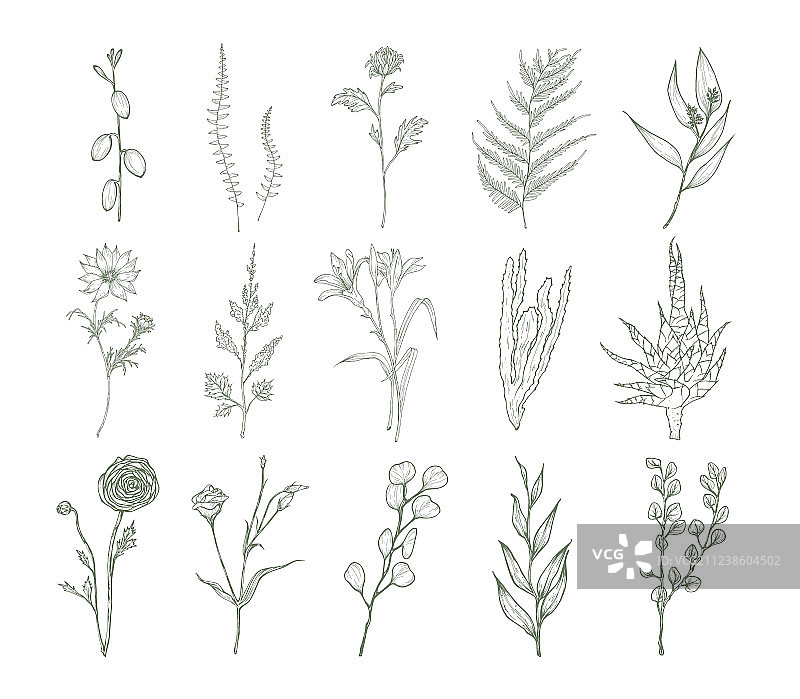 鲜花的精细植物学图纸合集图片素材
