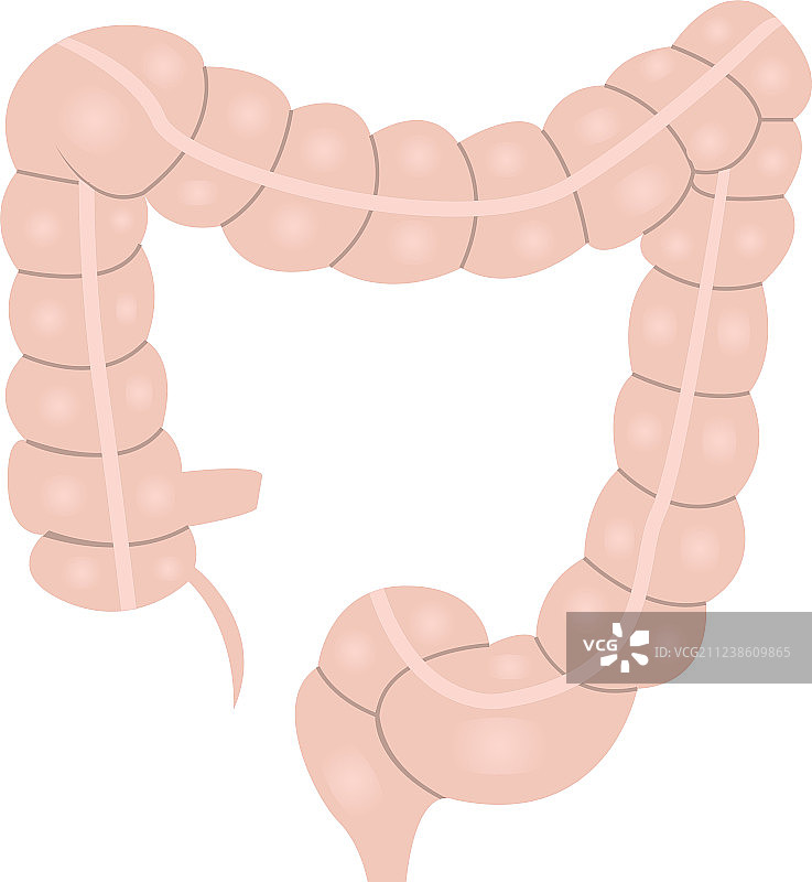 大肠解剖彩色图图片素材