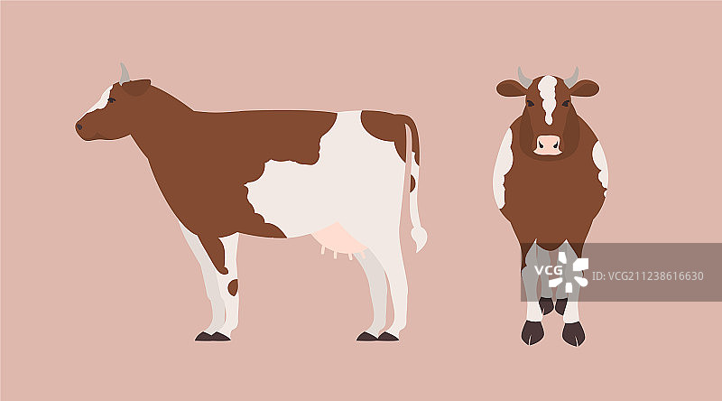 浅色背景下的奶牛合集图片素材