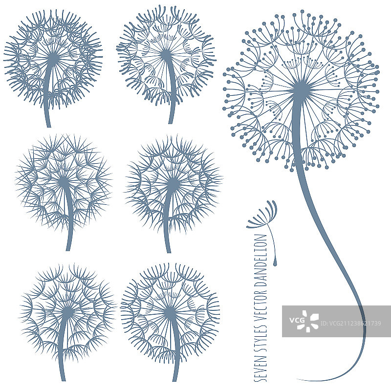 蒲公英轮廓图片素材