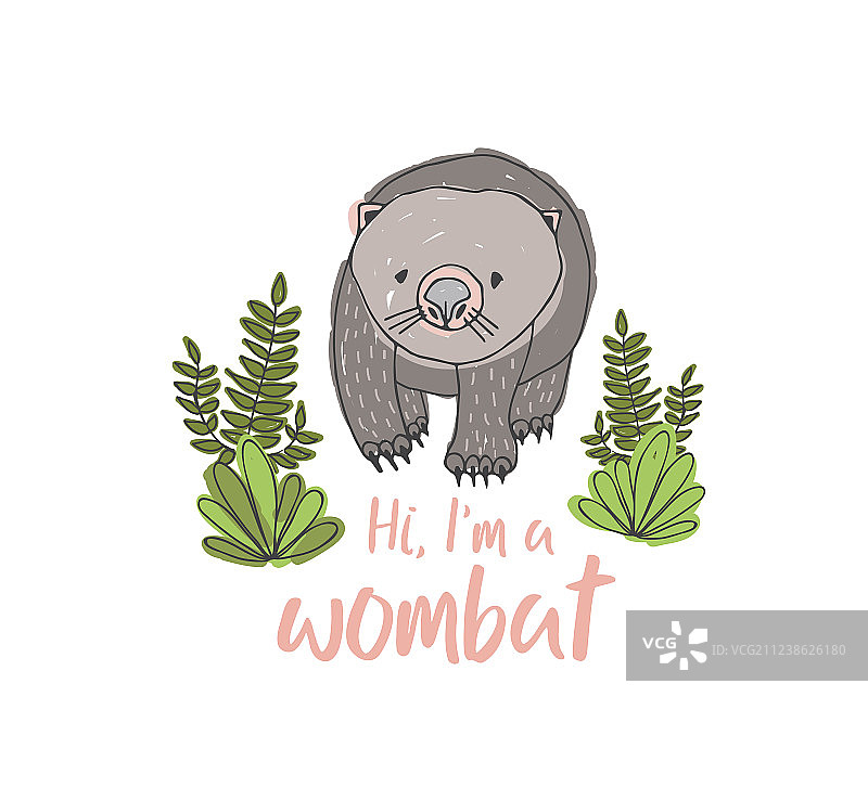 手绘的袋熊，白色背景图片素材