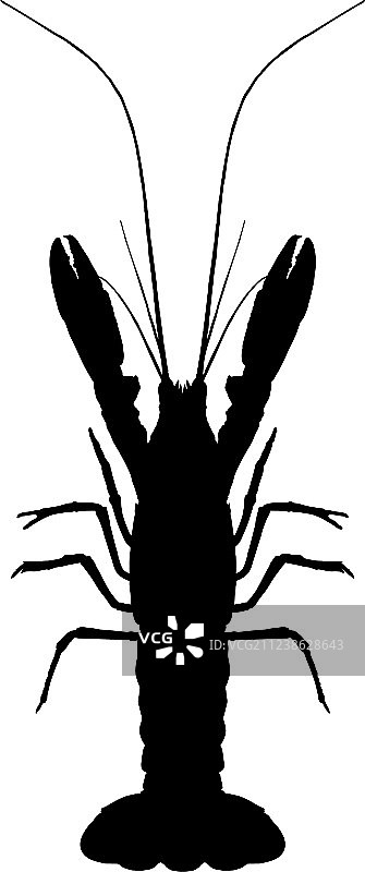 白色背景上的龙虾图案图片素材