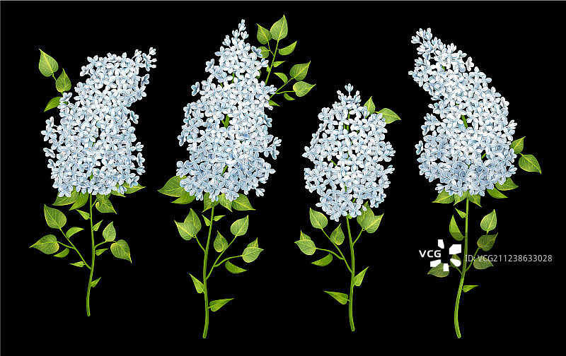 丁香花图片素材