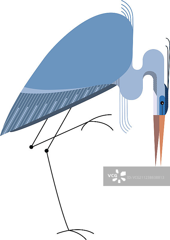 白色背景上的蓝色苍鹭图片素材