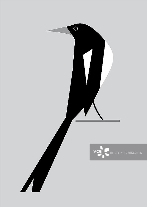 极简风格喜鹊图像图片素材