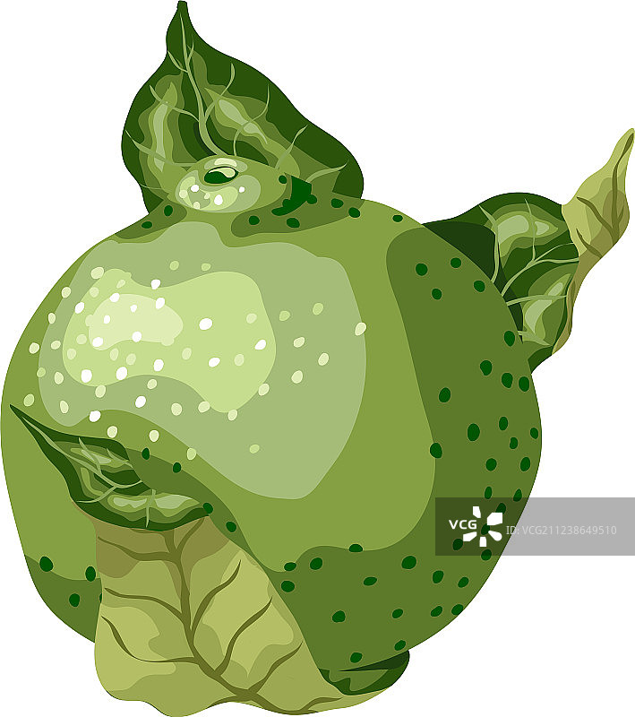 带叶子的圆形青柠水果图片素材