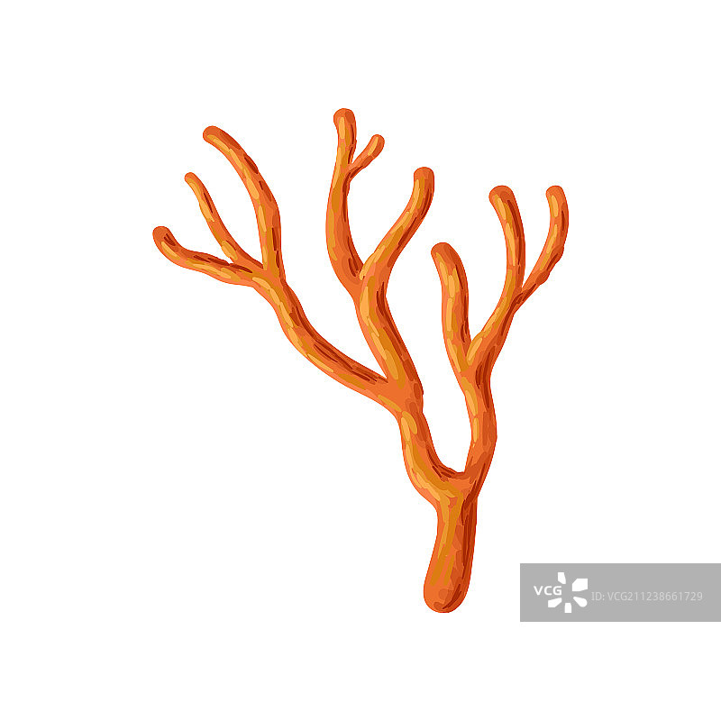 热带水域的鲜红色软珊瑚图片素材