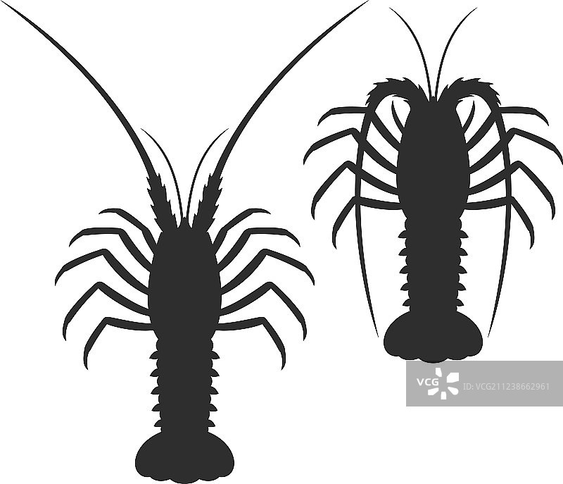 多刺龙虾图片素材