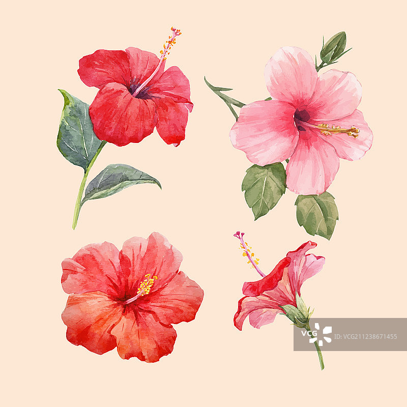 水彩芙蓉花套装图片素材