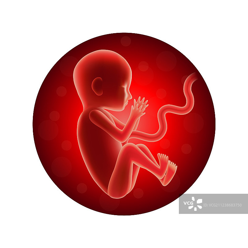 白色背景上圆形中的胎儿图片素材