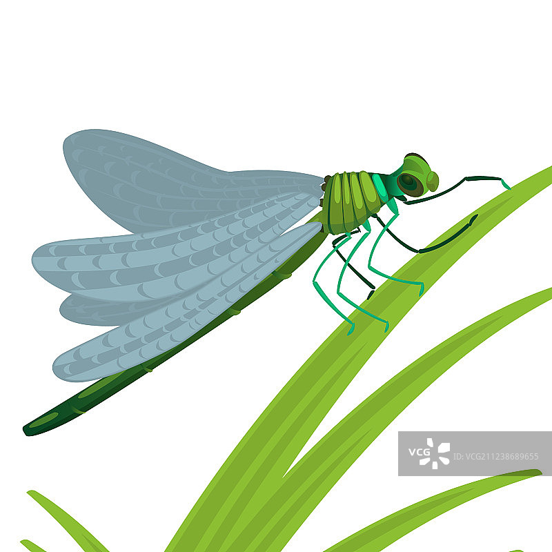 大眼睛强壮蜻蜓昆虫图片素材